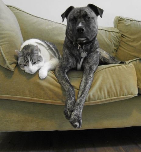 Cute Dog and Cat Sitting on Couch