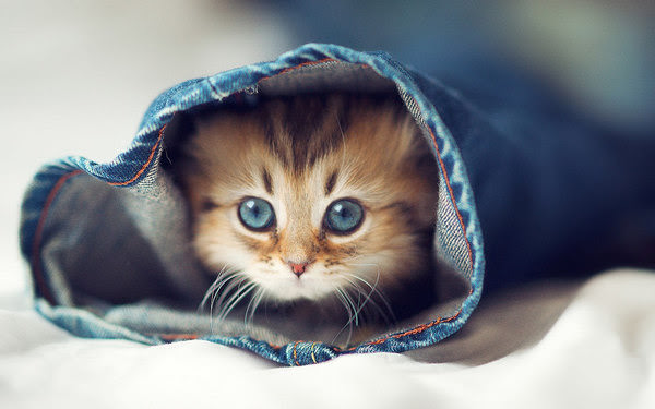 Cute Cat in Jeans Sleave