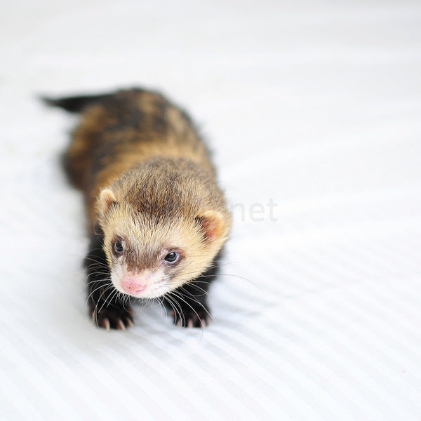 Cute Ferret