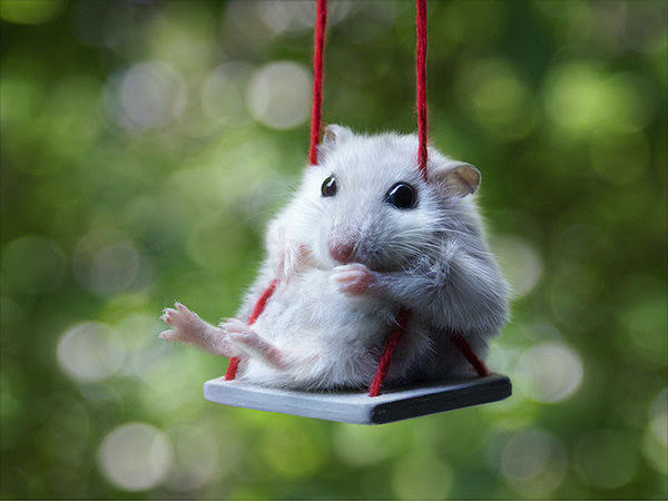 Cute Hamster