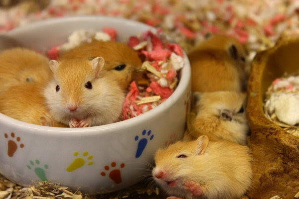 Cute Gerbils in a Soup Cup