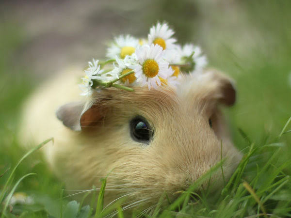 Cute Guinea Pig on green gas with a small flower crown